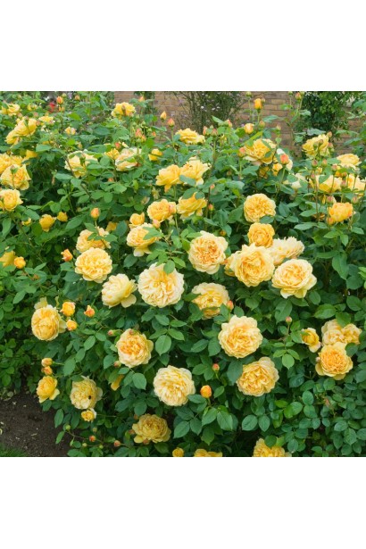 Троянда англійська Голден Селебрейшн контейнер